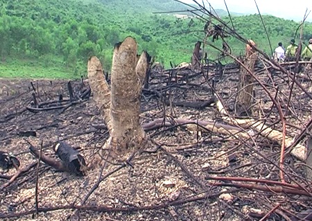 Không biết đến khi nào rừng phòng hộ Tào Sơn được trả lại nguyên trạng?.