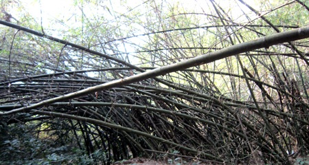 Vườn tre trên 40 năm của một lão nông huyện lúa Yên Thành trông coi.