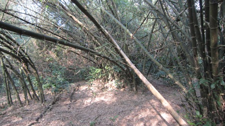 Vườn tre trên 40 năm của một lão nông huyện lúa Yên Thành trông coi.