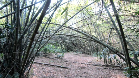 Vườn tre trên 40 năm của một lão nông huyện lúa Yên Thành trông coi.