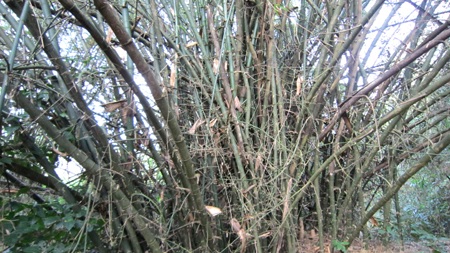 Vườn tre trên 40 năm của một lão nông huyện lúa Yên Thành trông coi.