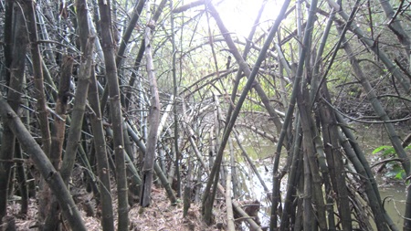 Vườn tre trên 40 năm của một lão nông huyện lúa Yên Thành trông coi.