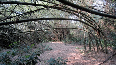 Vườn tre trên 40 năm của một lão nông huyện lúa Yên Thành trông coi.