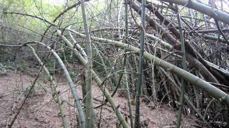 Vườn tre trên 40 năm của một lão nông huyện lúa Yên Thành trông coi.