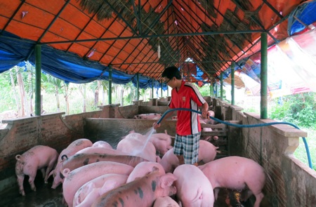 Lê Văn Tốt đang tắm cho bầy heo của mình.