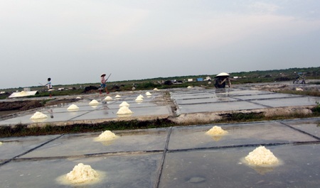 Mọi người ở đây bảo: làm nghề muối nó bạc lắm.