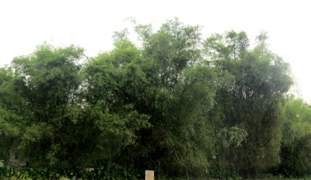 Rặng tre xanh ở xã Hưng Lam.