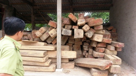 Gỗ lậu được Kiểm lâm Quỳ Châu thu giữ trong năm 2013.