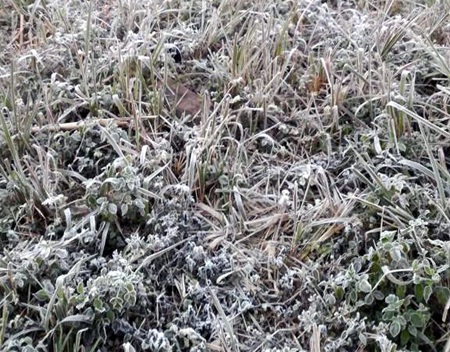 Lần đầu tiên ở Nghệ An xuất hiện băng tuyết phủ trắng khắp rừng Kỳ Sơn.