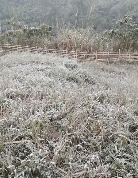 Băng tuyết phủ trắng cây rừng.