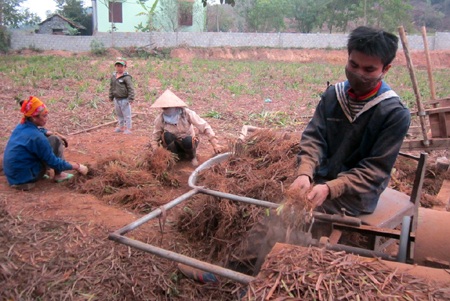 Công đoạn dùng máy tách đất và những cây hỗn tạp để lọc ra nguyên liệu rễ hương thành phẩm.
