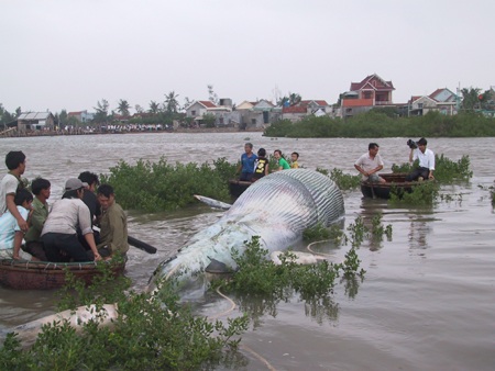 Một con cá voi trôi dạt vào biển Quỳnh Lưu năm 2010.