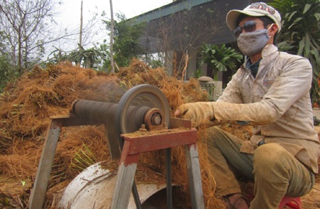 Rễ hương sau đó được giũ sạch đất.