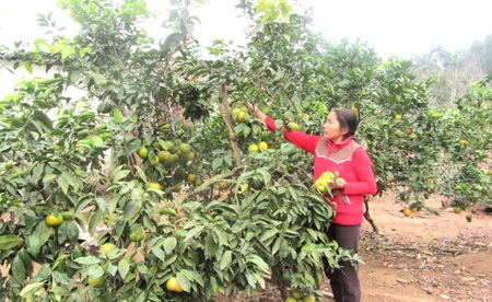 Vườn cam đem lại thu nhập hàng chục triệu cho hộ dân mỗi dịp tết đến.