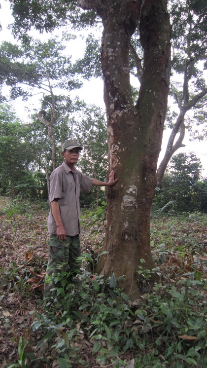 Một cây lim lớn có đường kính khoảng 60-70cm.