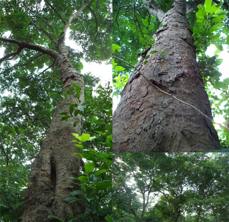 Những thân cây lim có đường kính từ 70-80cm... được xem là báu vật của huyện lúa Yên Thành.