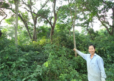 Chị Nguyễn Thị Hoàng (54 tuổi) - Rừng lim xưa nay vẫn không có gì thay đổi...