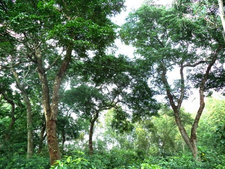 Từ xa đã thấy những thân cây lim lớn.