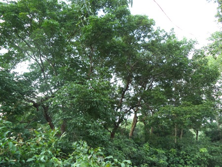 Những tán lá xum xuê, xanh mướt.