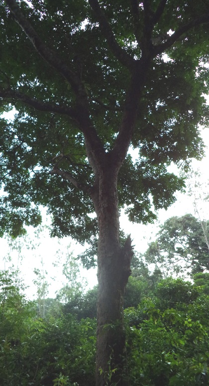 PV Dân trí cùng một hộ dân trong rừng lim.