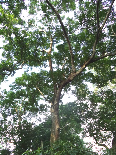 Những thân cây lim có đường kính từ 70-80cm... được xem là báu vật của huyện lúa Yên Thành.