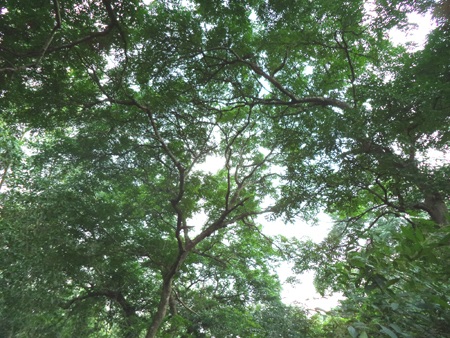 Lá phổi xanh giữa cánh đồng lúa Yên Thành có một rừng lim cổ thụ...