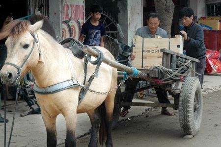 Hùng xe ngựa đang đi bốc hàng cho một chuyến đi.