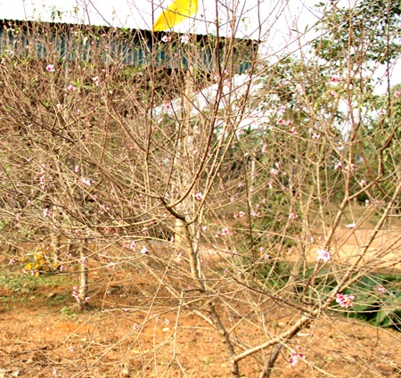 ... khiến người trồng điêu đứng, thấp thỏm lo Tết.