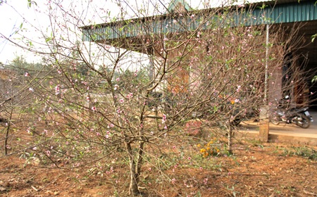 ... khiến người trồng điêu đứng, thấp thỏm lo Tết.