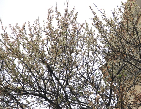 Cánh hoa mận nở bung trước nắng ấm.