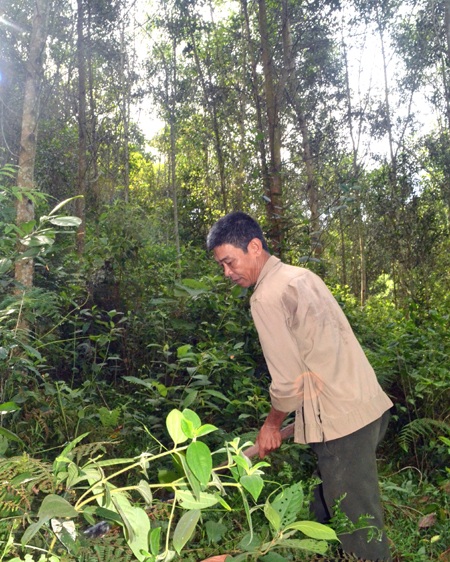 “Vinh cụt” với thói quen thăm rừng mỗi ngày.