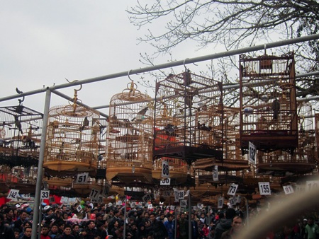 Thi đấu cờ người.