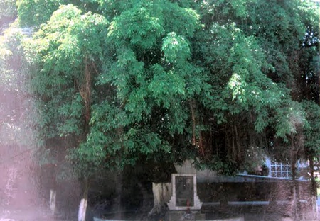 Cây sanh Chùa Nia - nơi tập trung biểu tình cao trào 30-31.