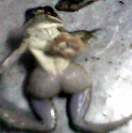 Con ếch 6 chân ở huyện Con Cuông.