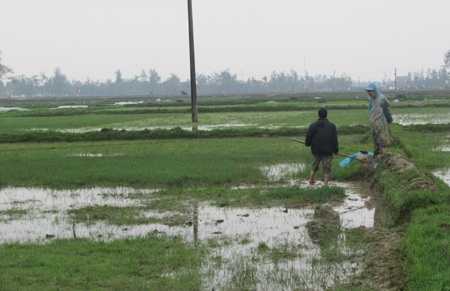 Thiếu nước, hàng trăm ha lúa vụ xuân chưa vào mùa - 1 2 người nông dân đang be bờ để tận dụng nước.