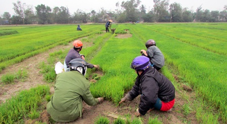 Một số người dân xã Mai Phụ cho người dân xã khác mạ về cấy.