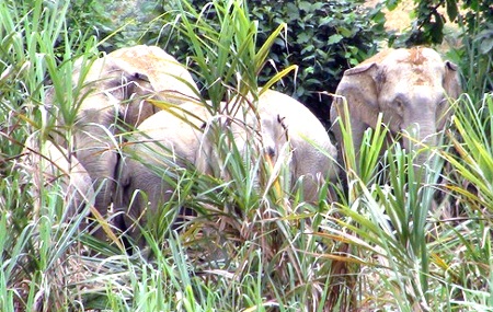 Đàn voi 6 con kéo về phá mía của dân (Ảnh: Q.D).