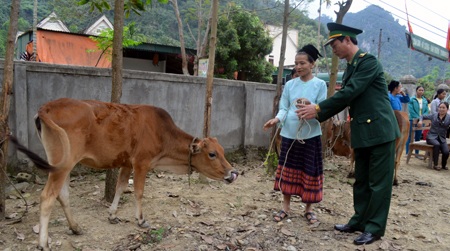 Bộ đội biên phòng tặng bò cho các hộ nghèo