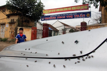 Ruồi nhặng là thứ rất... sẵn ở đây.