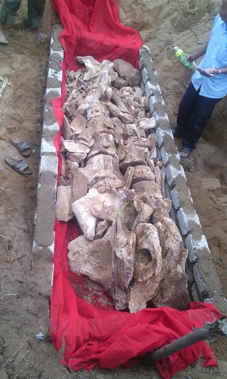 Sau khi phát hiện, đào bới lấy xong thầy cúng được mời để cúng tế trước khi chôn cất cá.