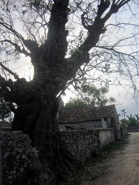 Chiêm ngưỡng “cụ thị” ngàn năm với hình dạng kỳ dị ở xứ Nghệ