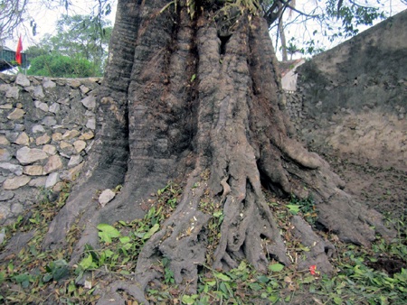 Lớp vỏ sần sùi có những nhìn dáng kỳ dị.
