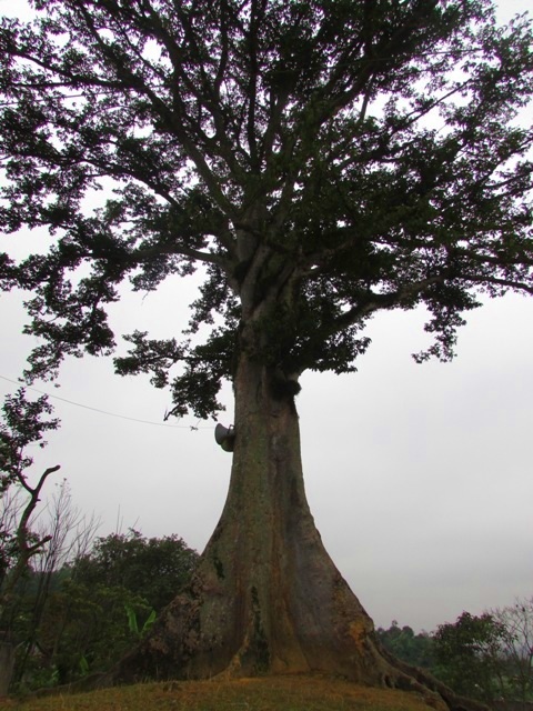  Cây sui Diên Tràng là biểu tượng một thời hào hùng của người dân xứ Nghệ.