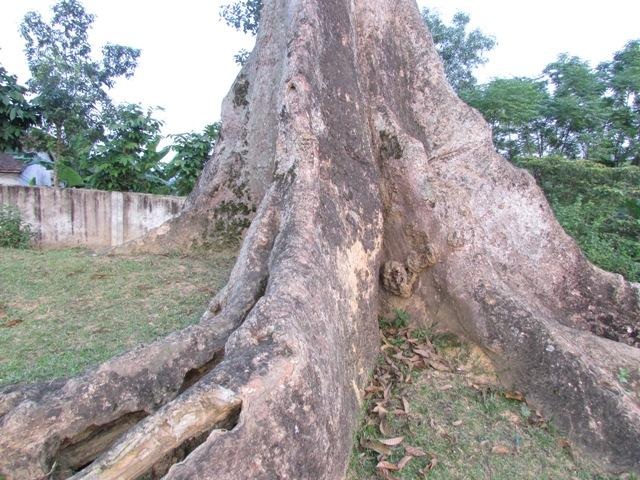 Rễ cây sần sùi mọc nhô lên khỏi mặt đất tạo nên một hình thù vô cùng độc đáo.