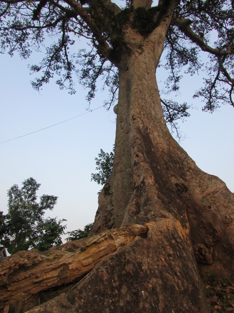  Cây sui hơn ngàn năm tuổi từng nơi trú ẩn, cất dấu tài liệu cách mạng.