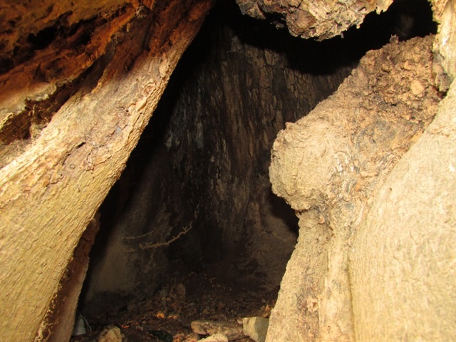 Theo người xưa kể lại, những lỗ hổng này có thể chứa từ 4-6 chiến sĩ khi bị địch truy quét.