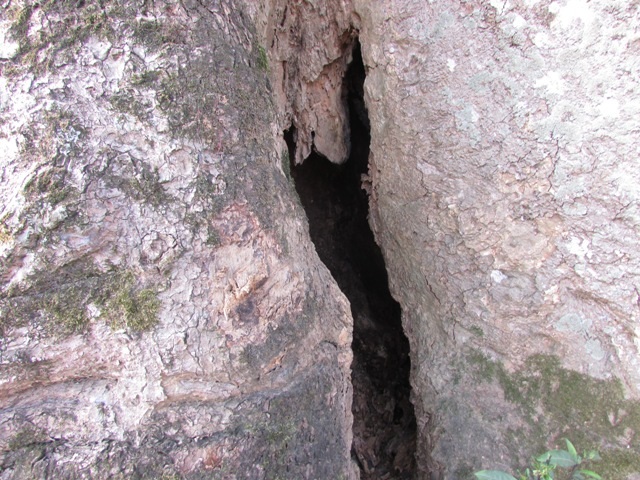 Theo người xưa kể lại, những lỗ hổng này có thể chứa từ 4-6 chiến sĩ khi bị địch truy quét.