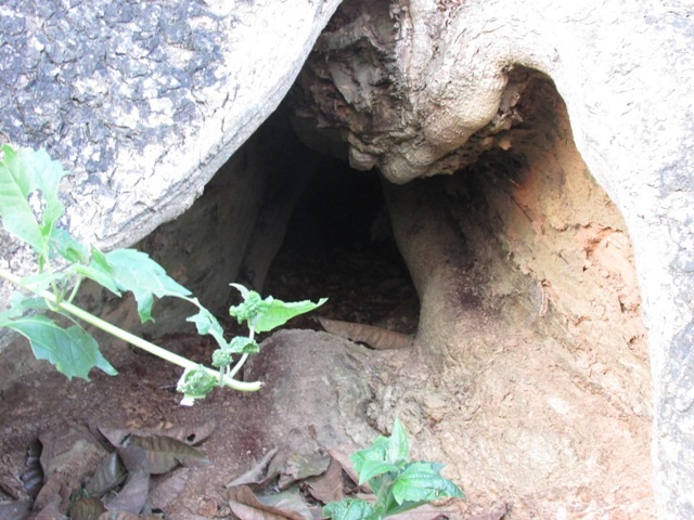 Theo người xưa kể lại, những lỗ hổng này có thể chứa từ 4-6 chiến sĩ khi bị địch truy quét.