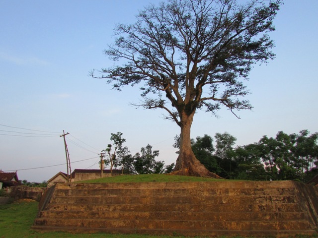 Cây sui đứng sừng sững trên mô đất cao gây nhiều sự chú ý cho nhiều khách vãng lai.