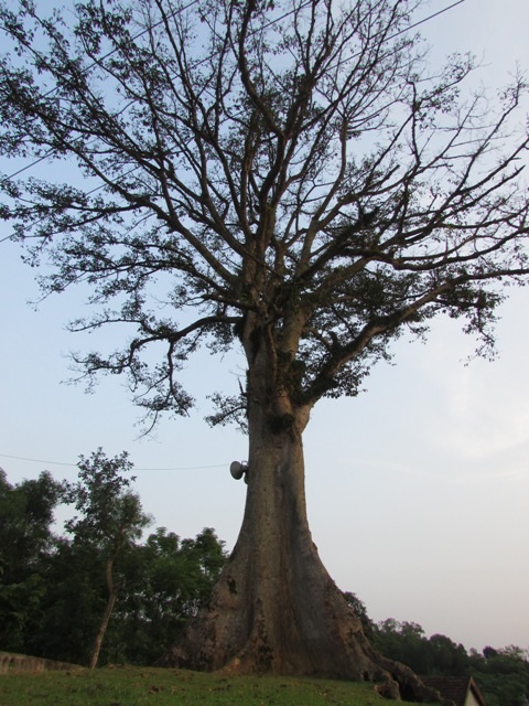 Cây sui đứng sừng sững trên mô đất cao gây nhiều sự chú ý cho nhiều khách vãng lai.